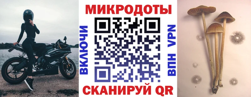 блэк спрут зеркало  Шумерля  Псилоцибиновые грибы Psilocybe 